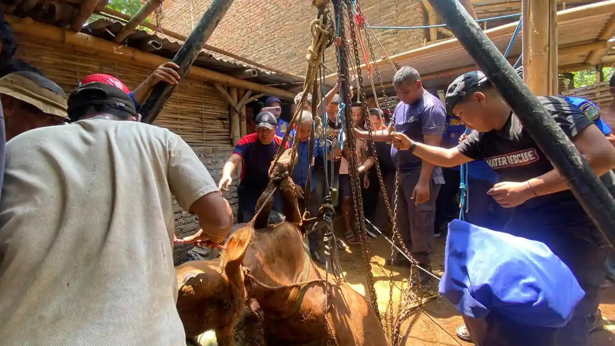 Kronologi Sapi Limosin 2 Kuintal Jatuh ke Septic Tank Sedalam 4 Meter ...