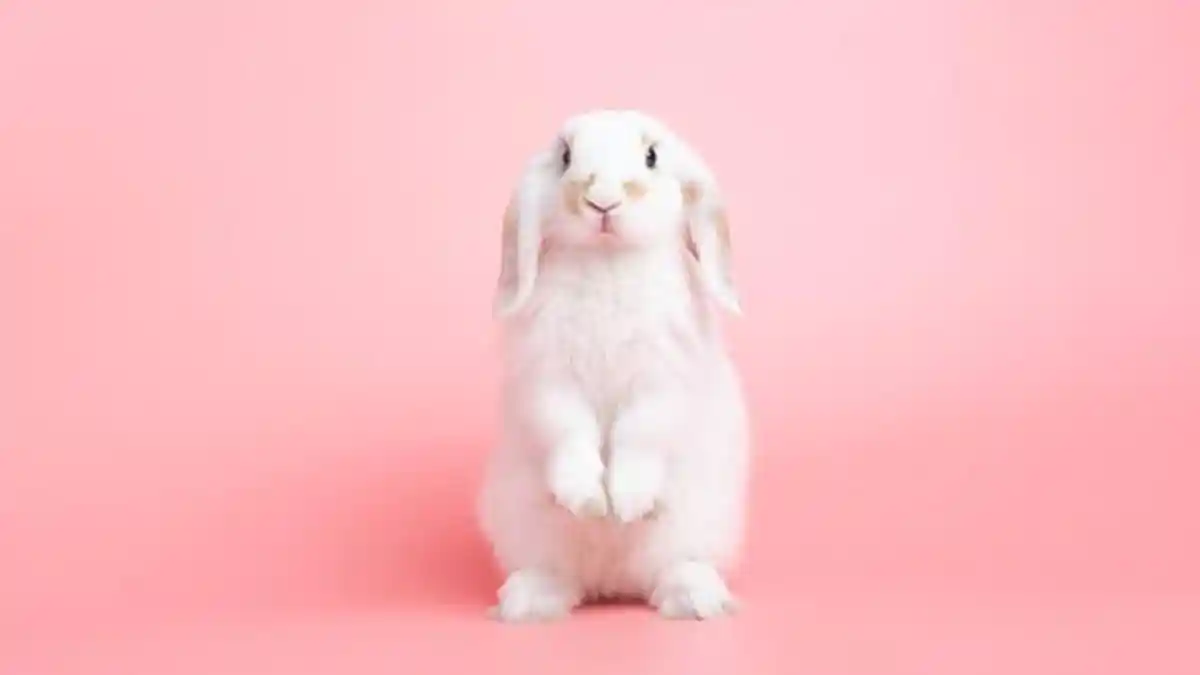 7 Shio Diprediksi Paling Beruntung di Awal Januari 2023, Shio Kelinci Air Mengalami Lonjakan Karier