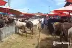 Mengunjungi-Hiruk-Pikuk-Pasar-Ternak-Muara-Panas-Solok-Pasar-yang-Sudah-Eksis-Sejak-Era-Kolonial.jpg