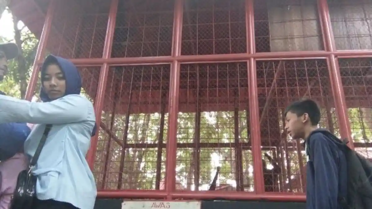 Hati-hati di Dekat Kandang Monyet Jika Tak Ingin Berduka seperti Keluarga Khomad