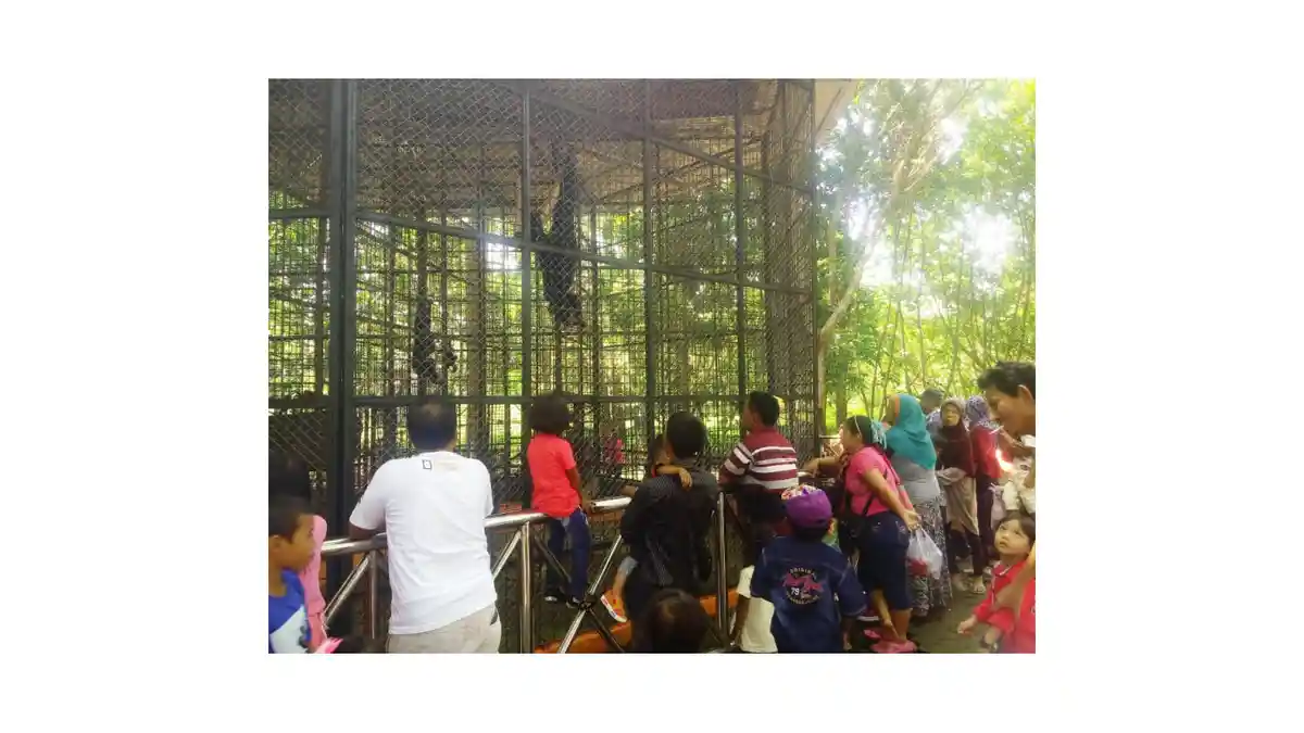 Pengelola Medan Zoo Lontarkan Hal Ini Ketika Ditanya Terkait Hewan yang Kurang Sehat