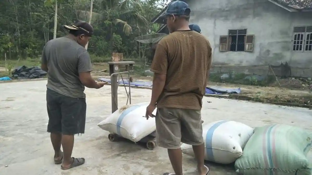 Petani di OKU Timur Pilih Jual Gabah Ketimbang sudah Jadi Beras, Ini Sebabnya