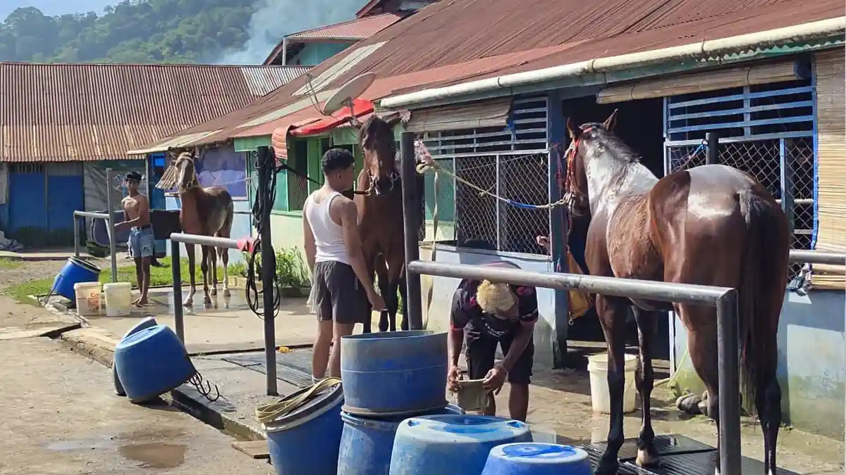 59 Kuda dari Aceh Sampai Solok Siap Tampil di Padang Panjang, Ini Jadwal Pacu Kuda Gubernur Cup III