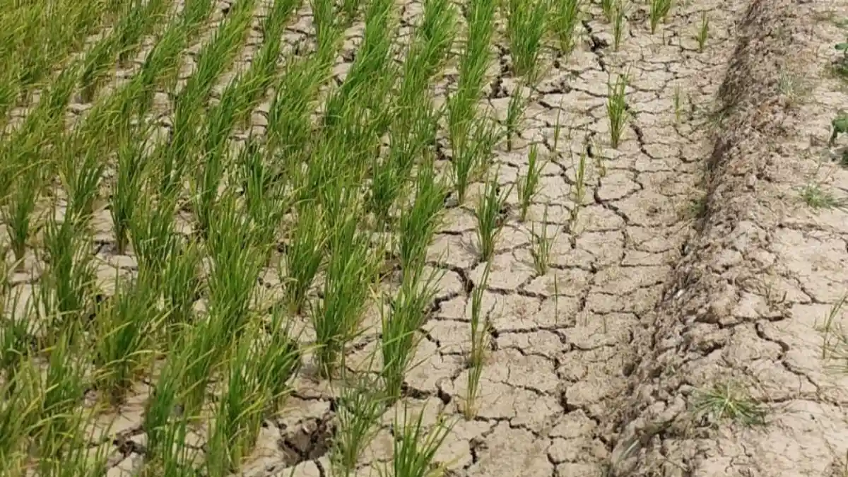 Dampak El Nino Mulai Dirasakan Warga, Ada 3.728 Sawah di Pinrang Alami Kekeringan