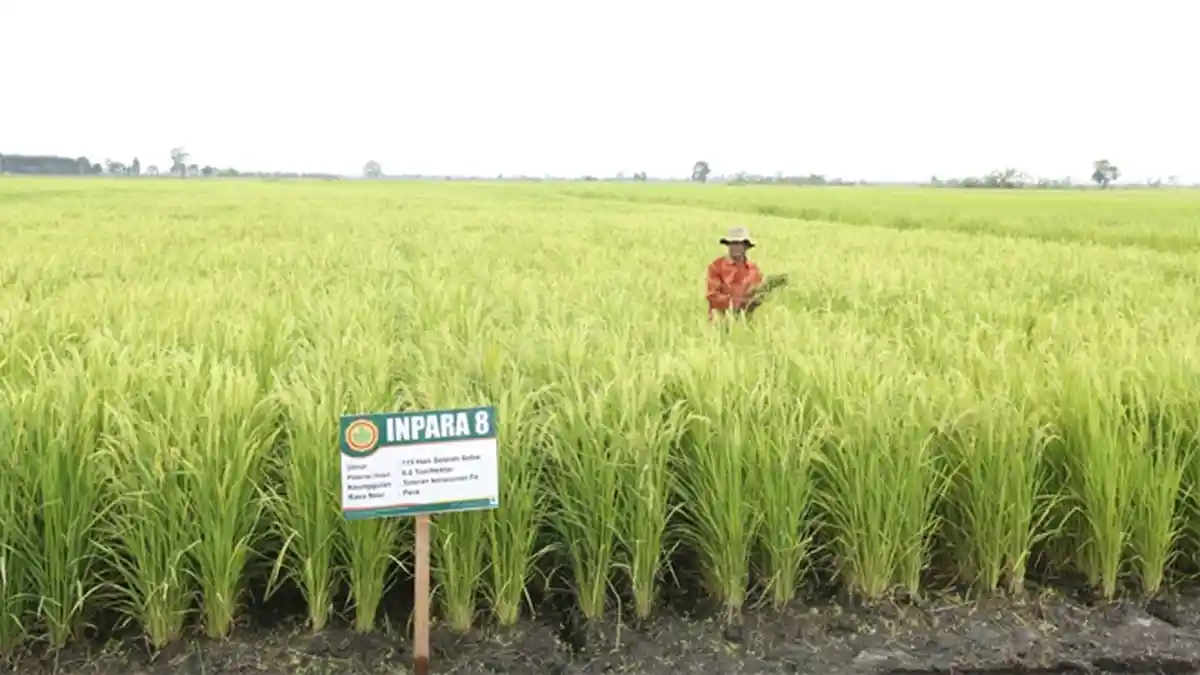 Petani Padi Gelisah Terbitnya Data Baru Produksi Beras Metode Kerangka Sampling Area