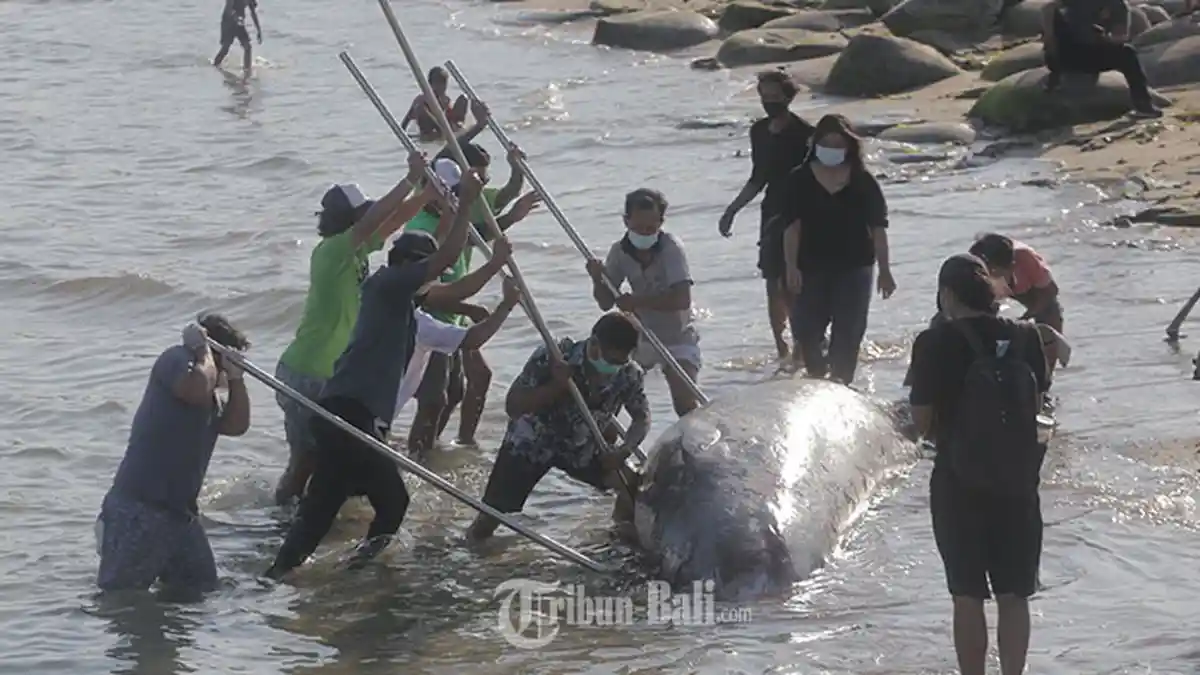 Bangkai Paus yang Terdampar di Pantai Mertasari Sanur Langsung Dikubur, Evakuasi Sempat Terkendala
