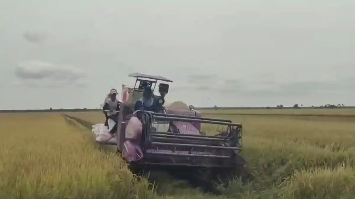 Bulog Serap 1.984 Ton Gabah, Ketersediaan Beras di Tungkal Stabil