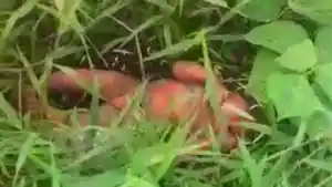bayi-perempuan-ditemukan-di-pinggir-persawahan-area-Desa-Tugurejo.jpg