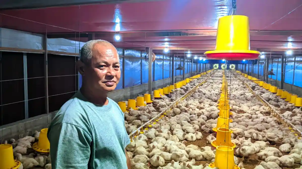 840 Ayam Mati Akibat Listrik Diputus PLN, Peternak Ayam Desa Tamboo Gorontalo Rugi Rp 42 Juta