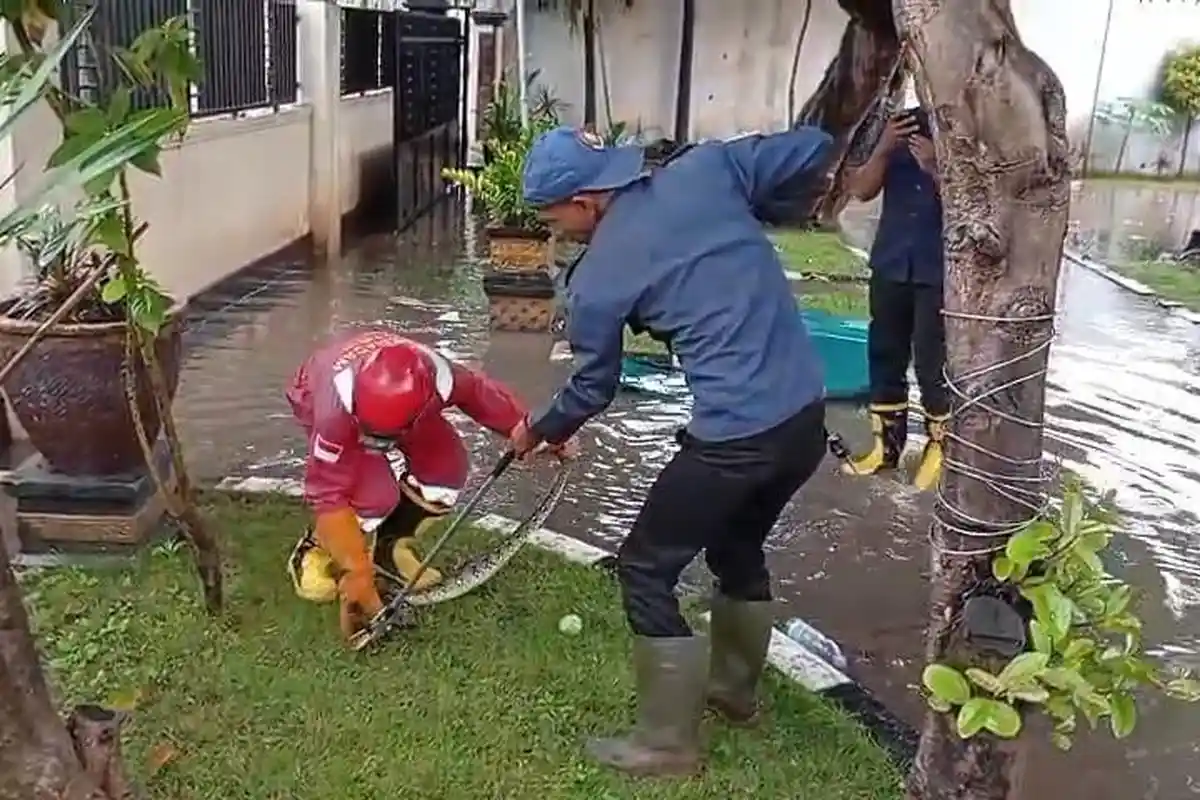 Ular Piton Sepanjang 1,5 Meter Hebohkan Kantor SAMSAT Tuban, Damkar dan Satpol PP Turun Lapangan