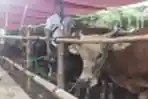 Jelang Idul Adha Pedagang Hewan Kurban Mulai Bermunculan