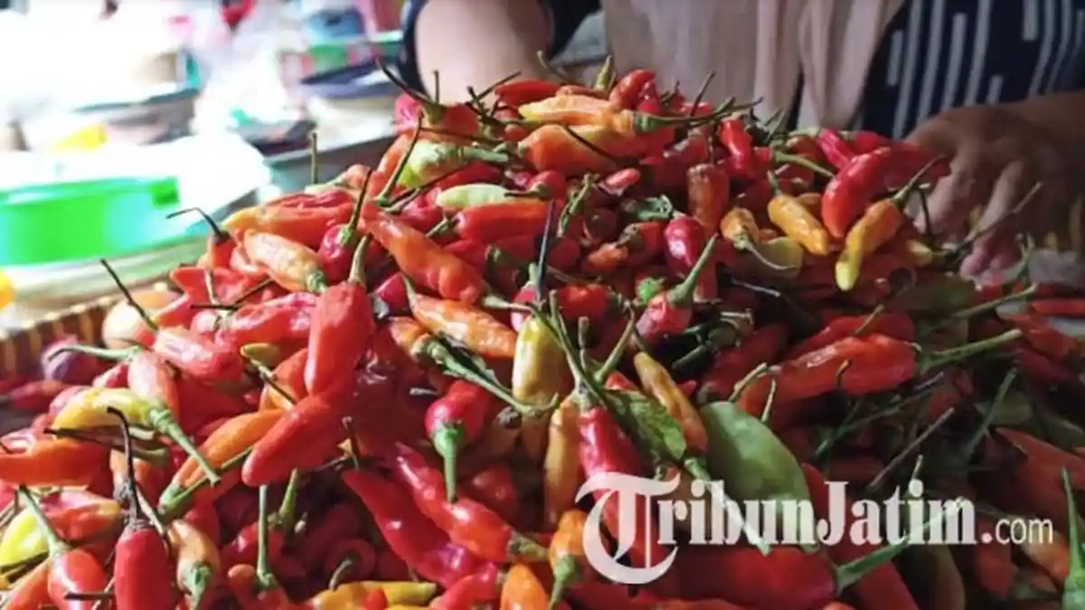 Harga Cabai Rawit di Madiun Tembus Rp 100 Ribu per Kilogram Akibat Banyak Petani Gagal Panen