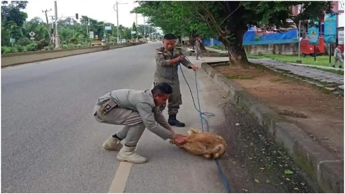 Satpol PP Muratara Bakal Lelang Hewan Ternak Kaki 4 Hasil Tangkapan di Jalinsum