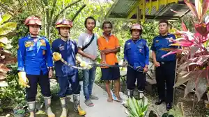 Damkar-Pasangkayu-mengevakuasi-seekor-ular-hitam-di-pekarangan-rumah-warga.jpg