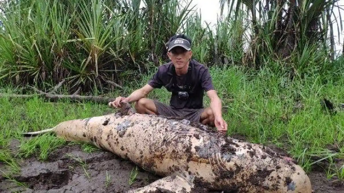 Pemancing Bangka Temukan Bangkai Ikan Pesut Mengambang di Sungai Upang