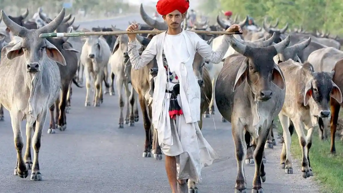 Puluhan Juta Ekor Sapi dan Kerbau di India Bakal Punya KTP - Tribun ...