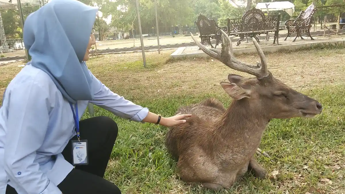 Ternyata Rusa di Taman Balekambang Solo Bisa 'Diadopsi' Lho, Ini Syarat dan Biayanya