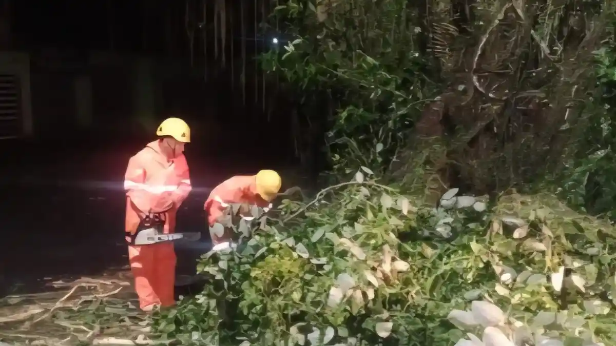 Hujan Lebat, Pohon Setinggi 10 Meter Tumbang Saat Dini Hari di Sibetan Bali, Tutup Badan Jalan