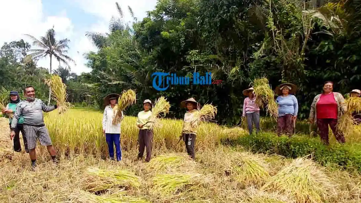 1 Hektare Lahan Salak di Desa Duda Timur Karangasem Bali Akan Beralih ke Padi Tahun Ini