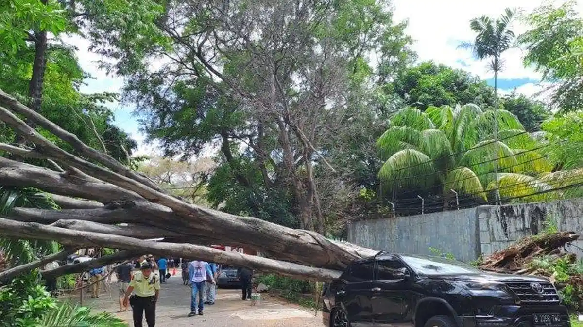 BARU SAJA GIBRAN Rakabuming Raka Tinggalkan Kediaman Prabowo Subianto, Pohon Besar Mendadak Tumbang