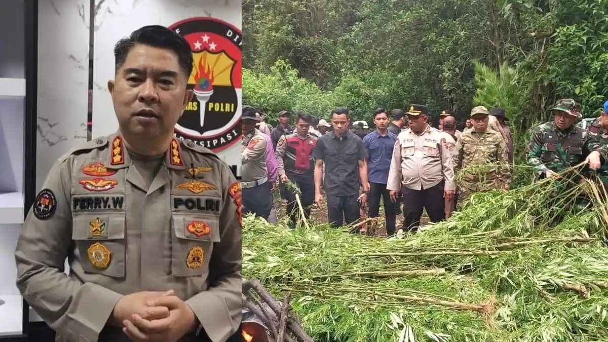 Polres Tanah Karo Bongkar Ladang Ganja di Pancur Batu, 400 Batang Dimusnahkan