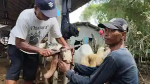 20260516-jasa-salon-kambing-karangpucung-cilacap.jpg