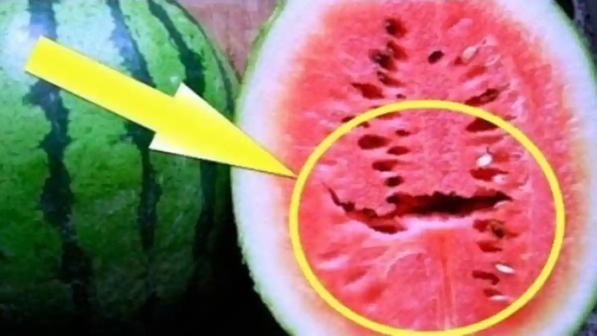 Temukan Rekahan dalam Buah Semangka? Segera Buang karena Tumor Mengintai Anda