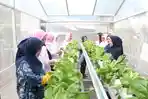 Lewat BRInita, Kampung Hijau Kemuning Tangerang Sulap Lahan Sempit Jadi Makin Produktif