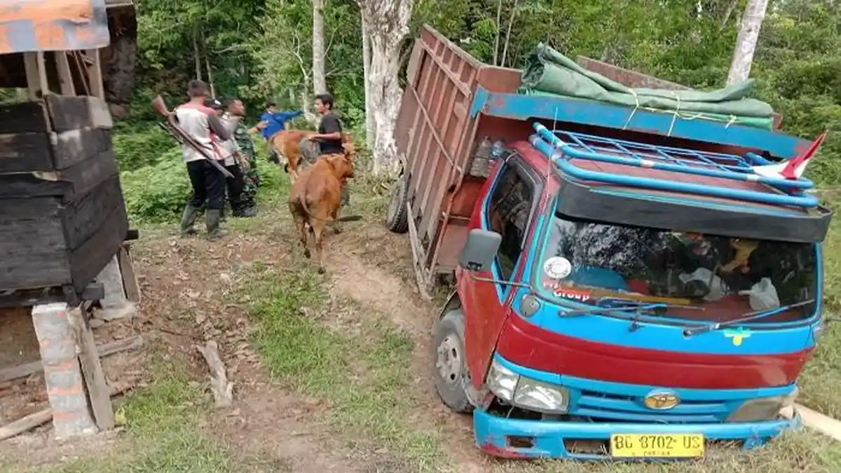 Komplotan Pencuri Sapi Pakai Truk di Muara Enim Ditangkap, Dua Pelaku Buron