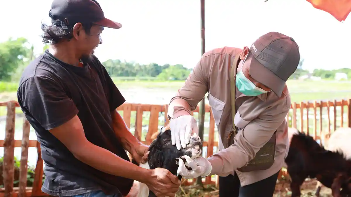 Jelang Idul Adha 2025, Tak Ada Temuan Kasus Penyakit Mulut dan Kuku di Banyuwangi