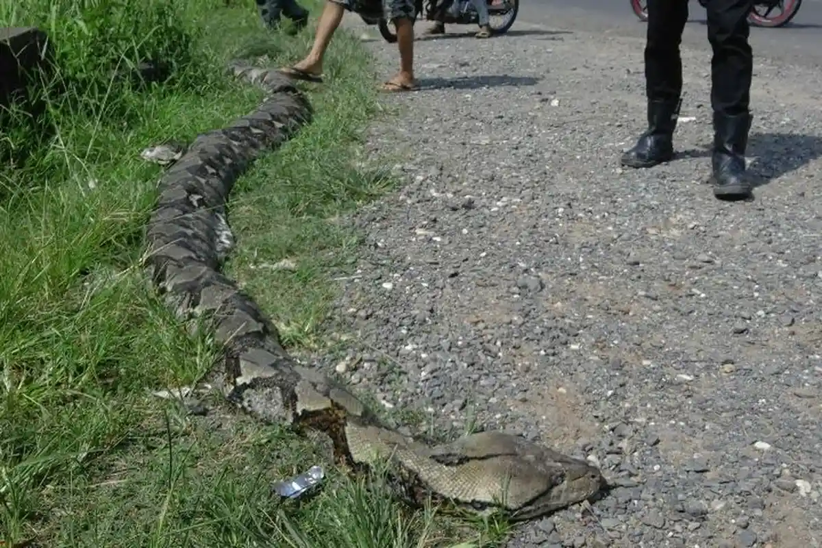 Ular Piton Berat 100 Kg, Temuan Warga Mendalo Indah Sudah Ada yang Membeli