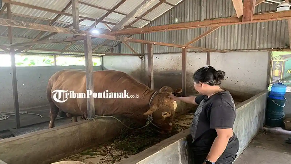 CERITA Warga Kubu Raya Rawat Sapi Hingga Dibeli Presiden Prabowo Jelang Idul Adha 2025
