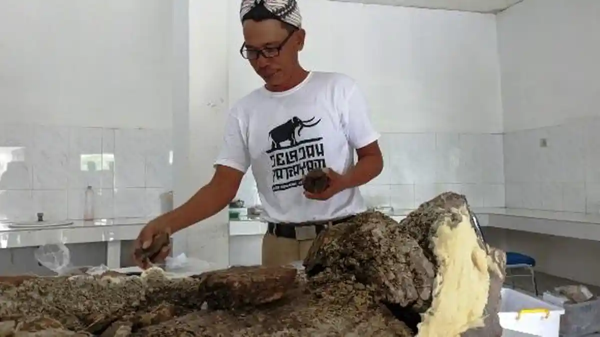 Mengenal Lebih Dekat Fosil Gajah Elphas yang Ditemukan di Situs Patiayam Kudus
