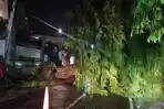 Pohon-Tumbang-di-MP-Mangkunegara1.jpg