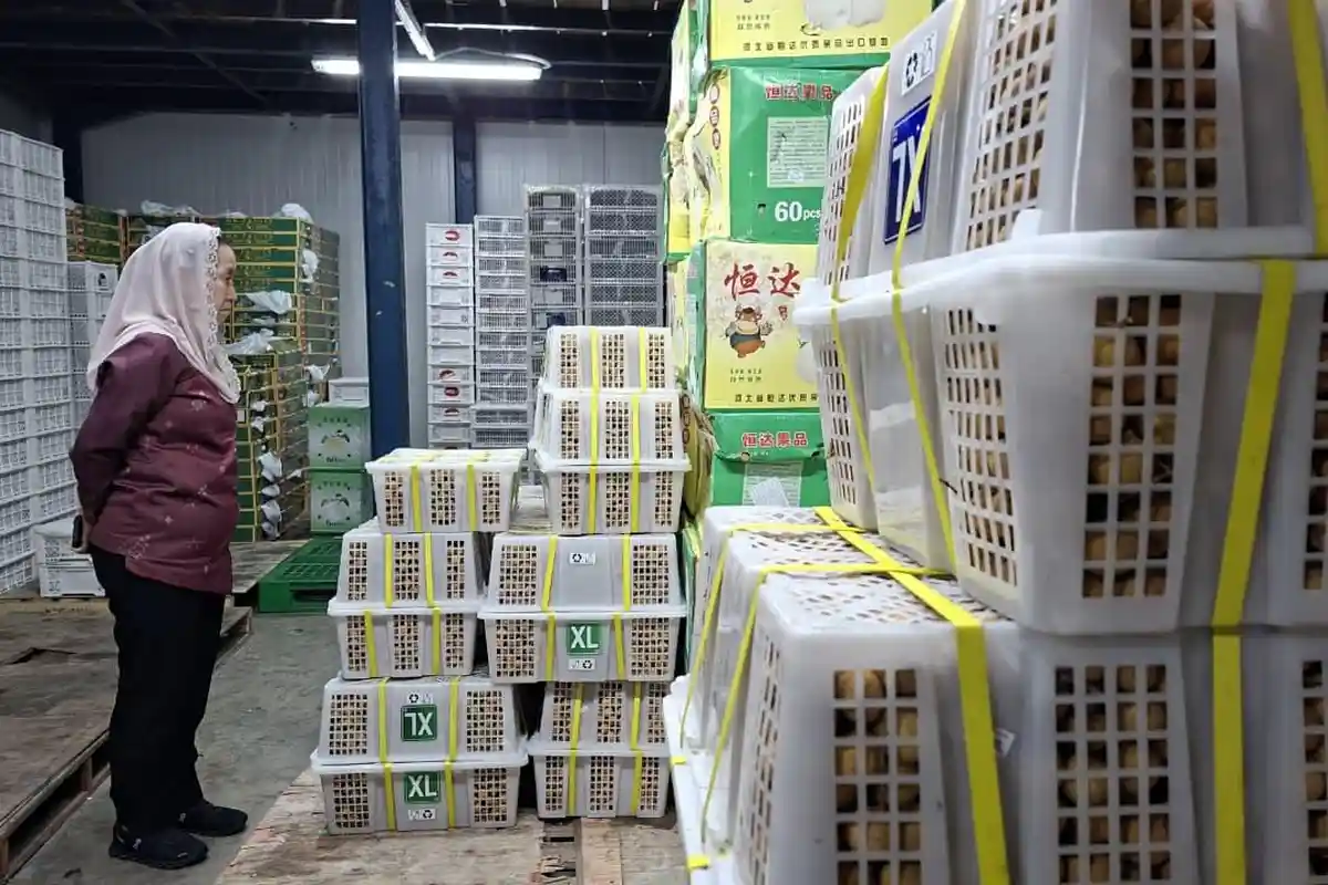 Stok Aman, Harga Telur di Kota Palu Masih Tinggi karena Pakan Langka