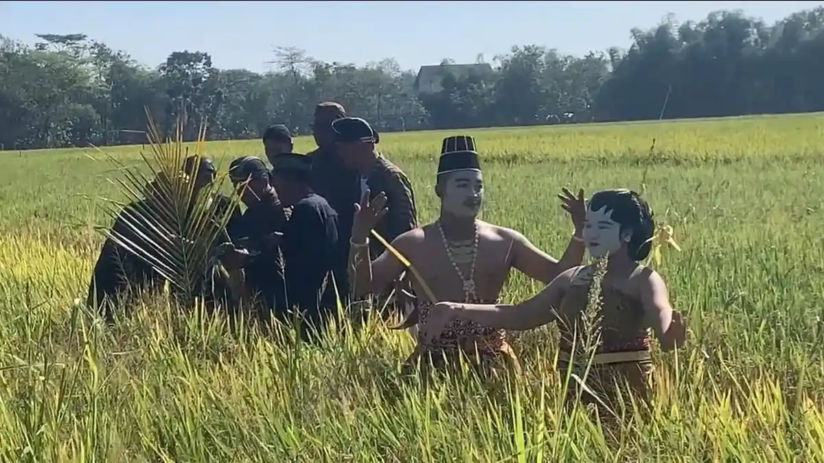 Tradisi Methik Padi Warga Desa Glinggang Ponorogo Jelang Panen Raya, Wujud Rasa Syukur