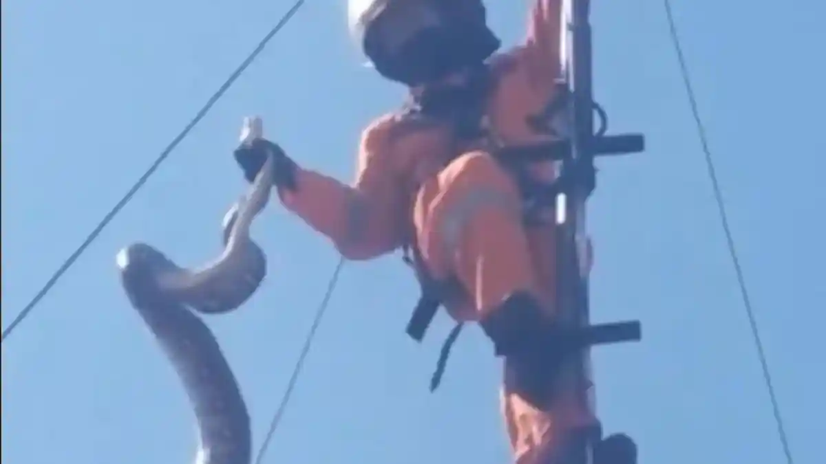 Sinyal di Kawasan Simo Pomahan Surabaya Mendadak Terganggu, Ternyata Ada Ular Melilit Tower