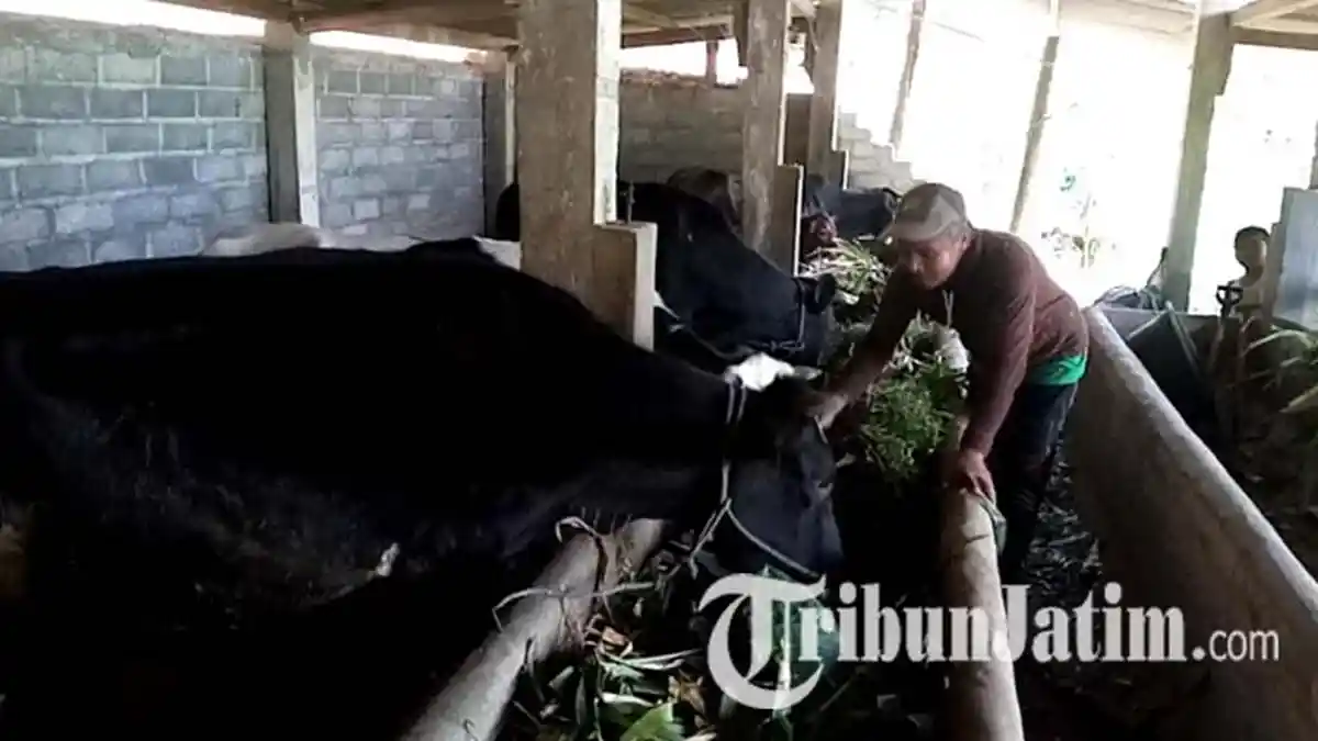 Produksi Susu di Sidomulyo Tulungagung Tak Terpengaruh Antraks, Para Peternak Sudah Hidup Normal
