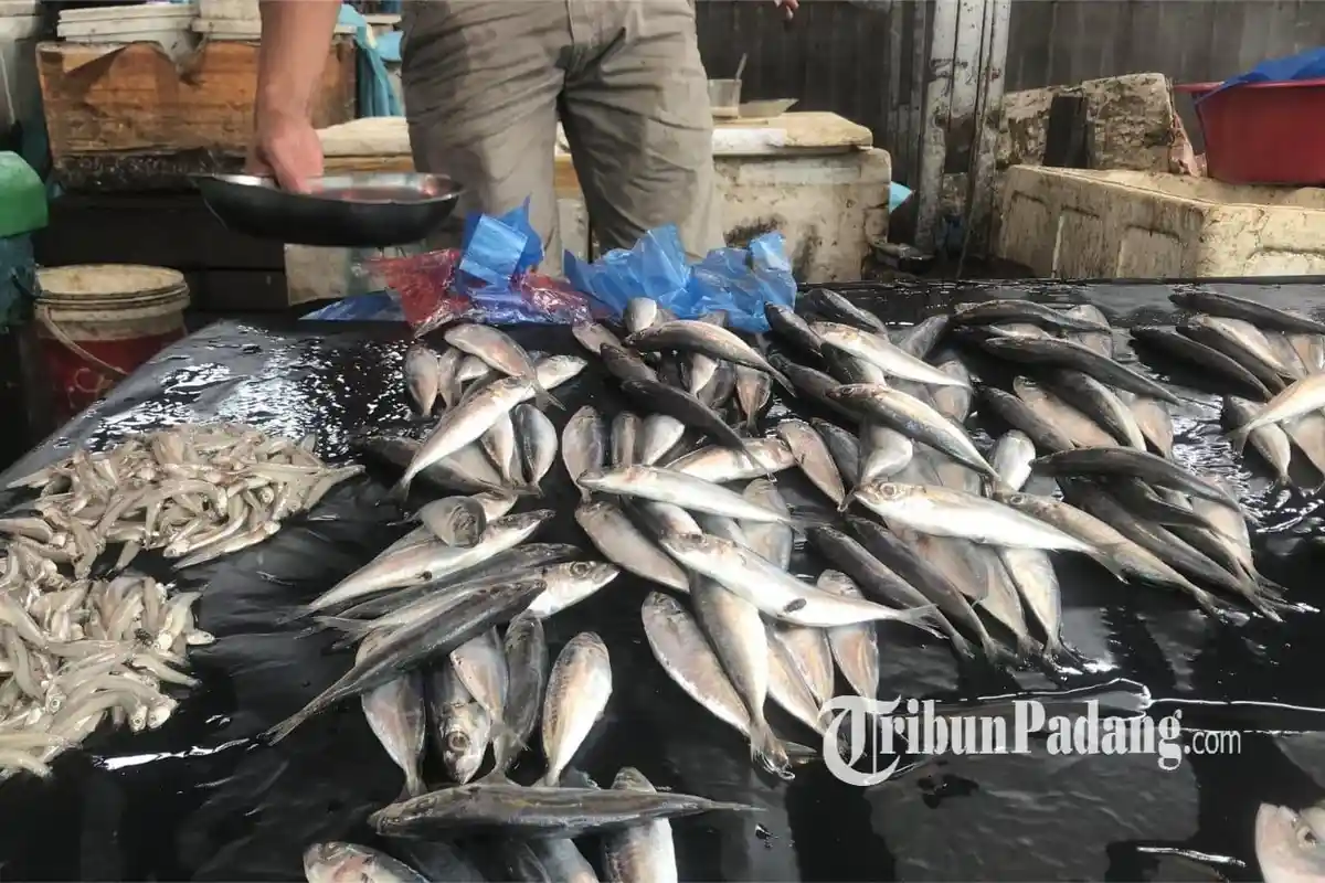 Nelayan Tak Melaut Akibat Cuaca Buruk, Pedagang di Padang Keluhkan Sulitnya Dapat Stok Ikan