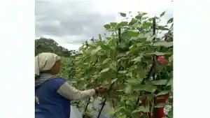 Program-Hortikultura-PLN-UIP-Nusra-Perkuat-Ketahanan-Pangan.jpg