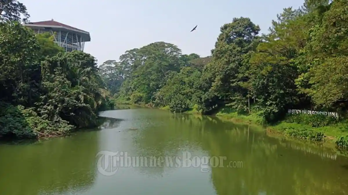 Kental dengan Mitosnya, Danau LSI IPB Ini Jadi Habitat Berbagai Jenis Burung dan Ikan