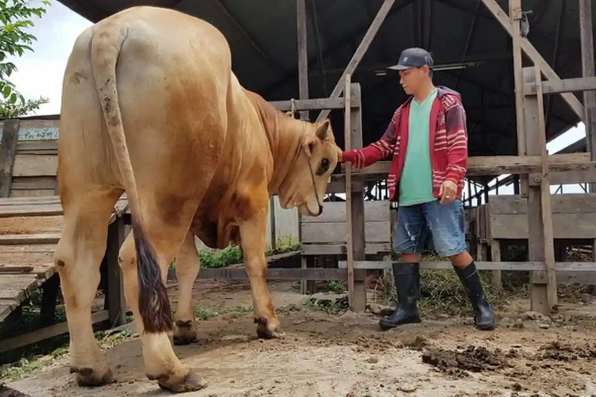 Hukum Menjual Bagian Tubuh Hewan Kurban Kulit, Kaki dan Tanduk Saat Hari Raya Idul Adha 2023