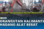 VIDEO - Hutan Dibabat, Orangutan Ini Berdiri Hadang Alat Berat demi Rumahnya