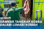 VIDEO - Tim Damkar Lhokseumawe Tangkap Ular Kobra dalam Lemari Rumah Warga