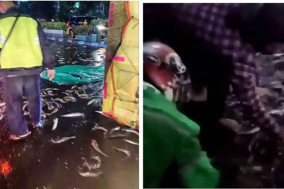 Viral Ribuan Ikan Lele Berserakan di Jalanan Serpong, Warga Berebut Ambil