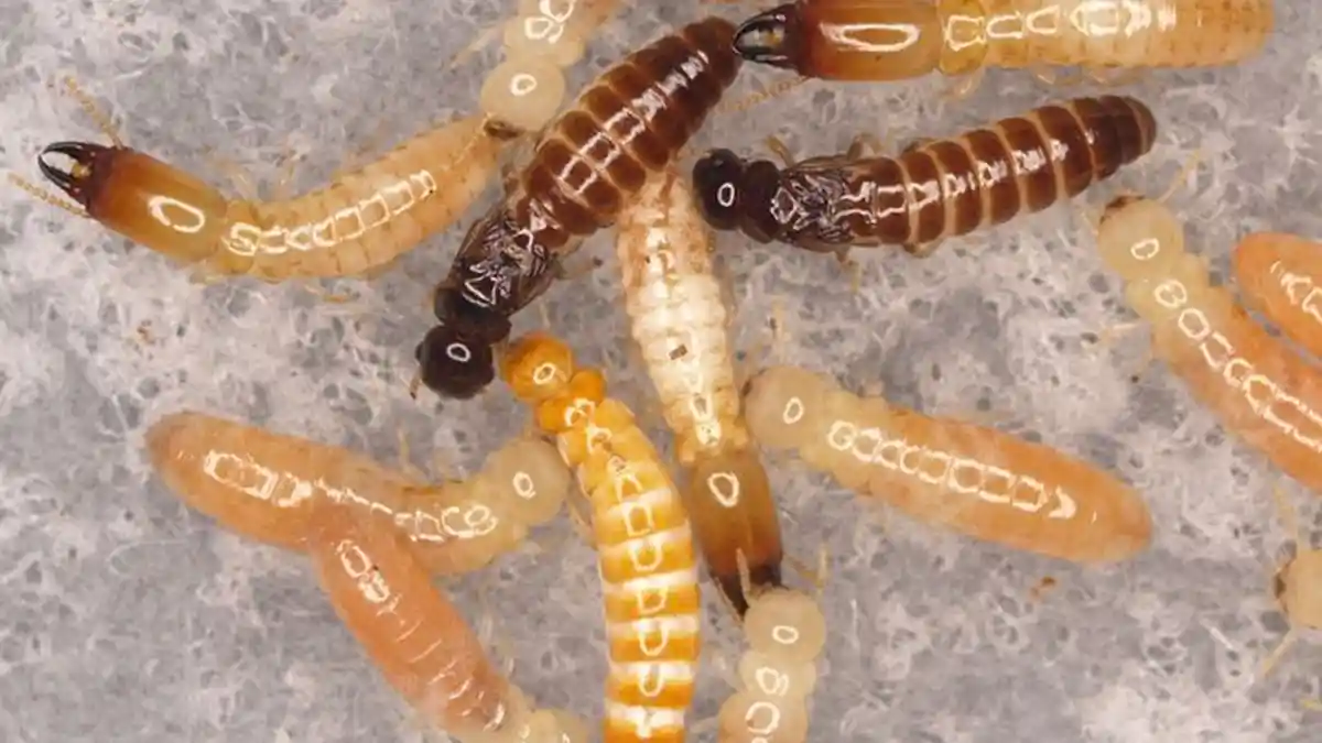 Cukup Pakai Satu Bahan Rumahan Ini, Ampuh Basmi Rayap dalam Sekejap