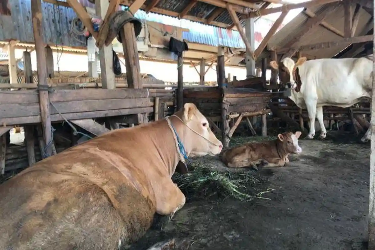 Tips Memilih Hewan Kurban Untuk Menghindari Wabah PMK