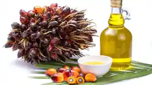 Minyak-kelapa-sawit-ok.jpg