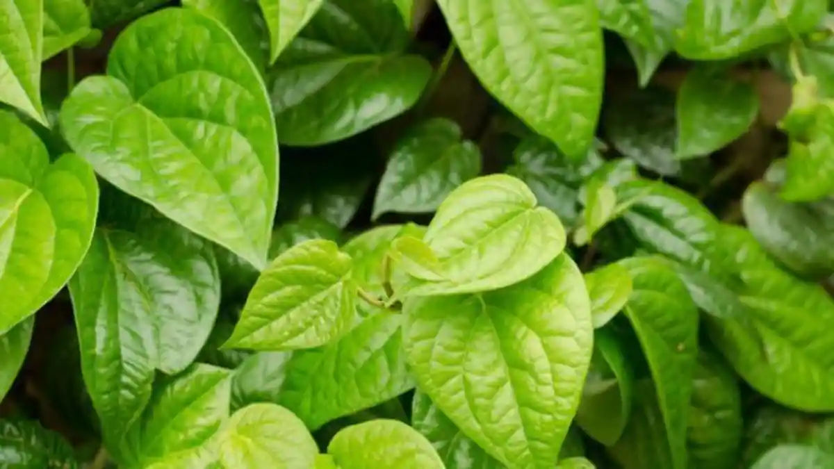 Siapa Sangka Daun Sirih Dipercaya Dapat Mengatasi Rambut Rontok, Begini Caranya