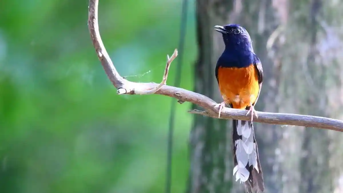 Harga Burung Murai Batu di Indonesia Nilainya Melebihi Harga Mobil Baru, Ini 4 Alasan Harga Mahal?